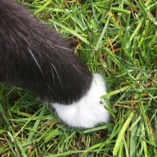 a black and white cat paw on grass