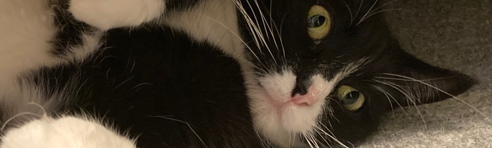 tuxedo cat laying on its side.