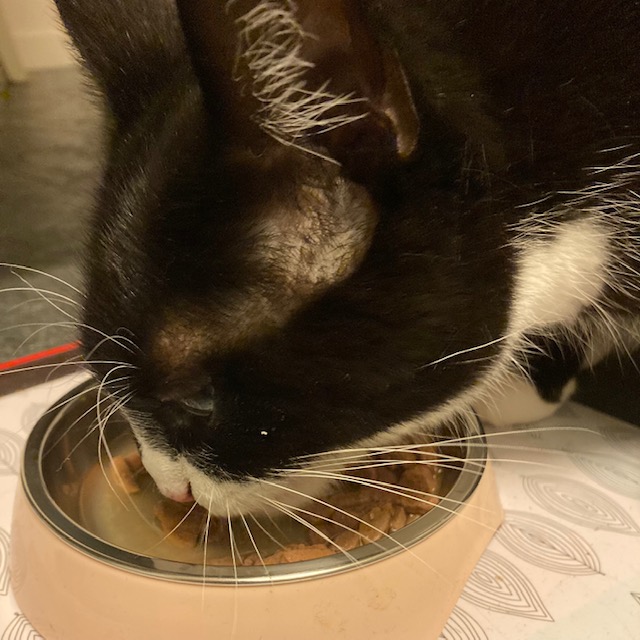 black and white cat eating