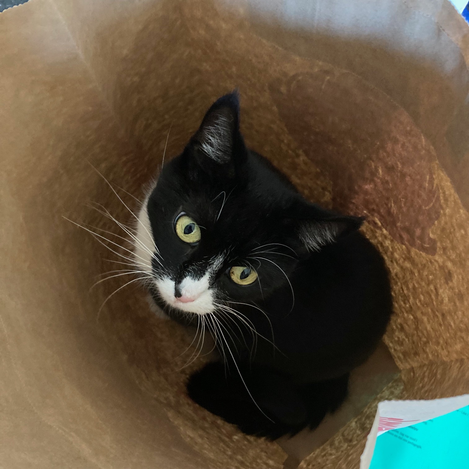 black and white cat sitting in a paper bag