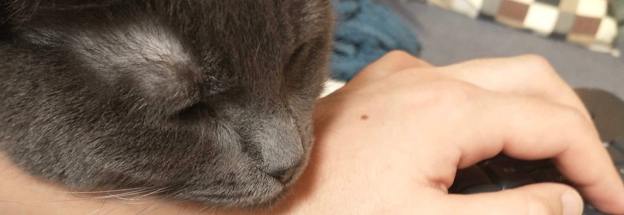 gray cat resting its head on someones hand.